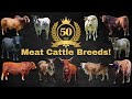 Top 50 Cattle Breeds For Meat Production Around The World