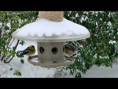 Chickadee and Townsend's Warbler sharing the bird feeder