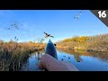 DUCK HUNTING A Hidden BEAVER POND On Public Land Limited Out
