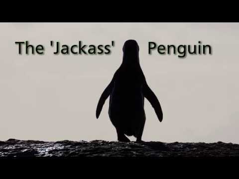 The Plight of the African Penguin