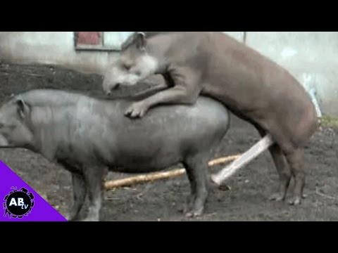 porc cu penis alungirea penisului