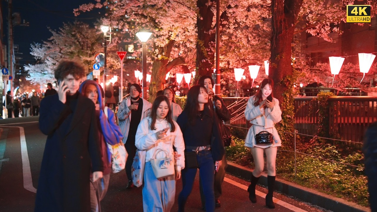 4K HDR Night Sakura Walk in Nakameguro Tokyo 🌸✨ Beautiful & Relaxing Cherry Blossoms by Meguro River
