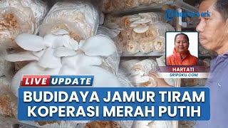 Intip Budidaya Jamur Tiram Unit Usaha Koperasi Merah Putih Sukodadi Palembang: 15 Kg Per Hari