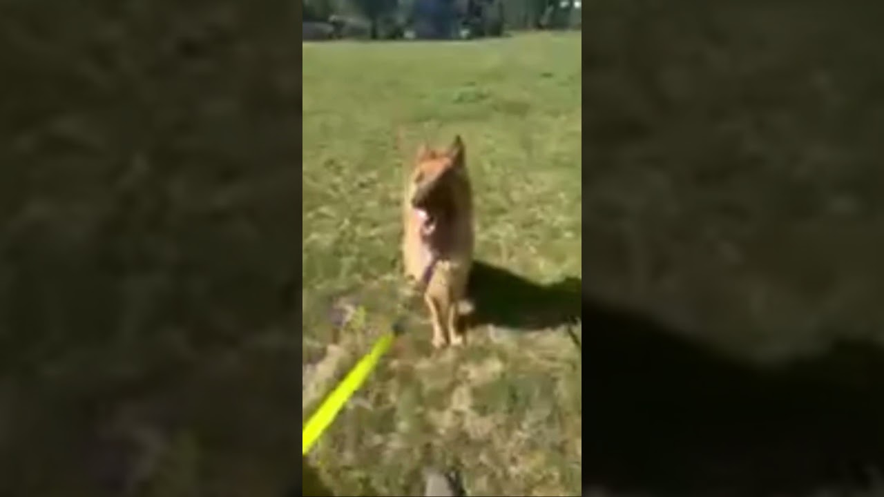 Freddy, a Adoptable German Shepherd Dog in Lakewood, CO video 6/6