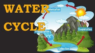 Water Cycle | Hydrological Cycle | Environmental Science | EVS | LetsTute
