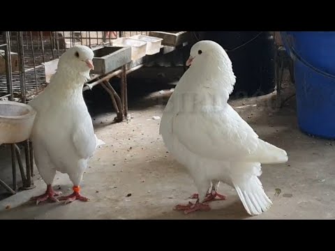 Exotic King Pigeon Breeds — White King collection