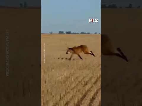 🦊 Un aguará guazú fue visto en una zona rural de la localidad de La Francia, en Córdoba