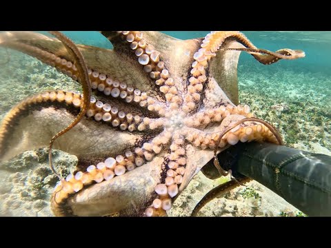 Tako Hunt in the SHALLOWS! | Fishing for MONSTERS! | Hawai’i Fishing | Tako diving hawai’i