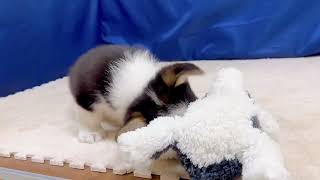 コーギーの動画01