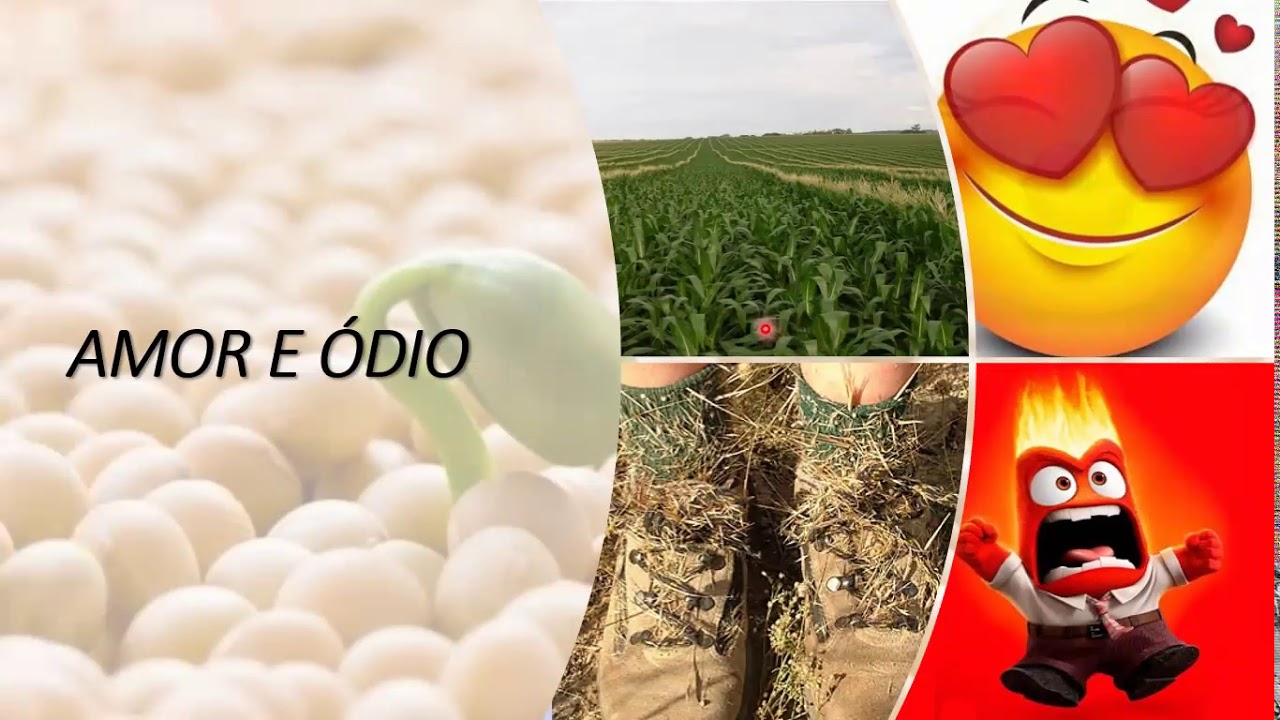 VIDEO AULA A IMPORTÂNCIA DA SEMENTE