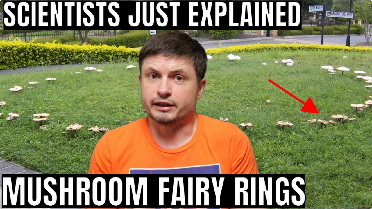2026 Study Finally Explains Why Mushroom Fairy Rings Form