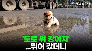 “도로 위 작은 강아지, 한 사람이 멈췄다 | 실제 구조 영상 ”