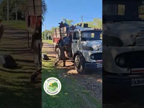 Sauce Montrull - Entre Ríos