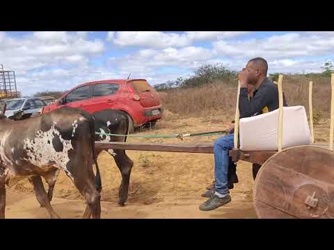 3° Carreata de boi feita por Sérgio do Bar na Jurema Licínio de Almeida, Bahia.