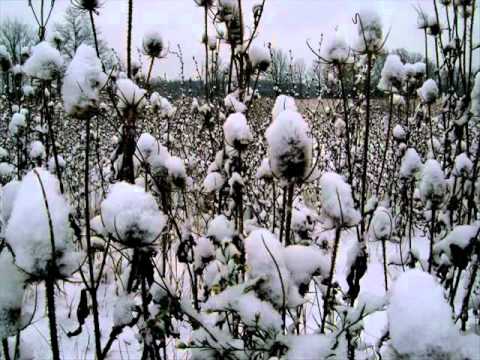 absent without leave - how the winter comes