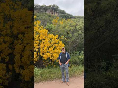 La sierra se viste de Flores en este otoño acá por Tlaltenango Zacatecas🍁 #zacatecas #otoño #rancho