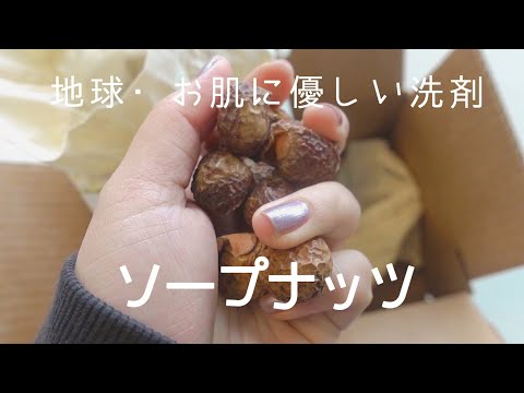 ソープナッツを正しく使う 植物