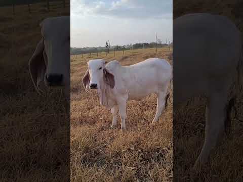 cuida cuida e genética que fala 🤠🐂🐄