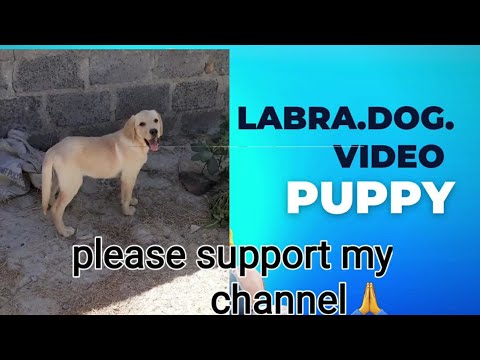 Lebra dog puppy khelkud Kaise karta hai dekhiae. my channel Mansukh Barot