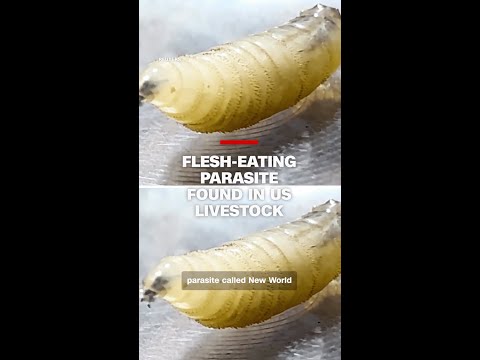 Flesh-eating parasite found in US livestock