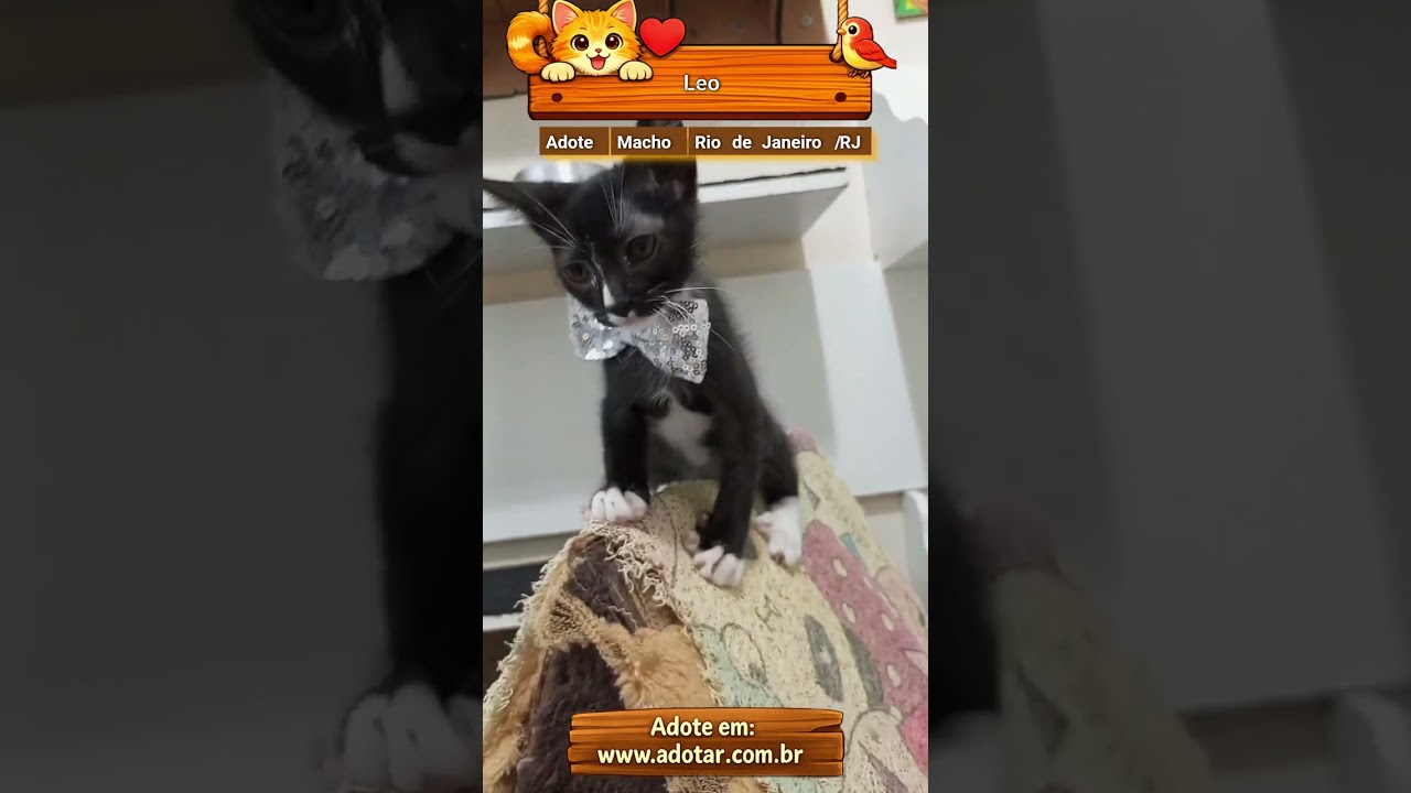 Gato raça SRD-ViraLata idade 2 a 6 meses nome Leo