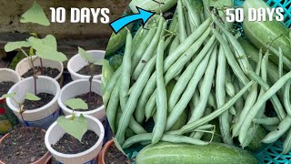 Growing French Bean from Seeds to Harvest