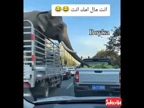وانت مال امك انت 🤣 |مش هتبطل ضحك 🤣 #shorts #funny  #كأس_العالم