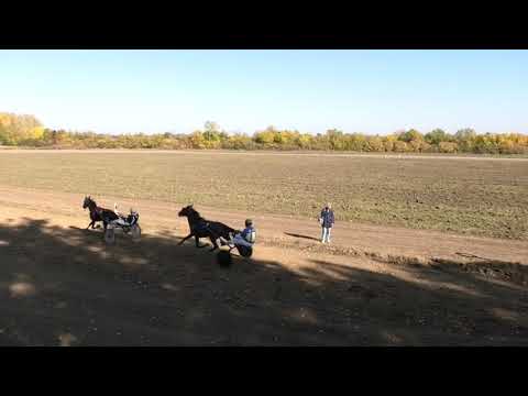 Trka "Malahit" 24.10.2021 Buzzin Boy - Dobrica Stojković