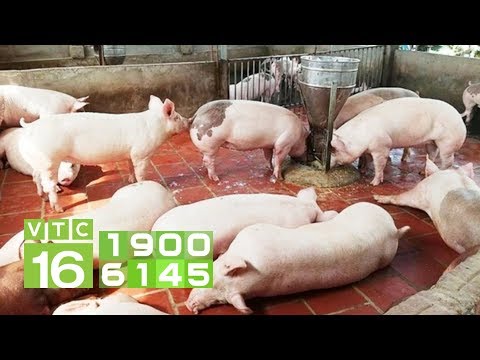 , title : 'Cách chữa lợn bỏ ăn, bị sốt, liệt chân | VTC16'