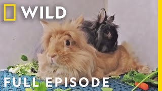 Animal ER: Down the Rabbit Hole (Full Episode) | Nat Geo Wild