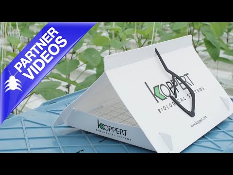  How to use the Deltatrap from Koppert Video 