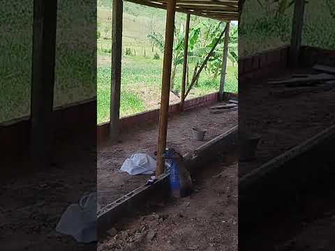 fristal caipira são José de uba