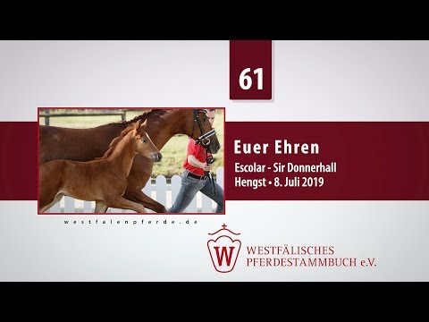 61 Euer Ehren  Hengst v. Escolar - Sir Donnerhall