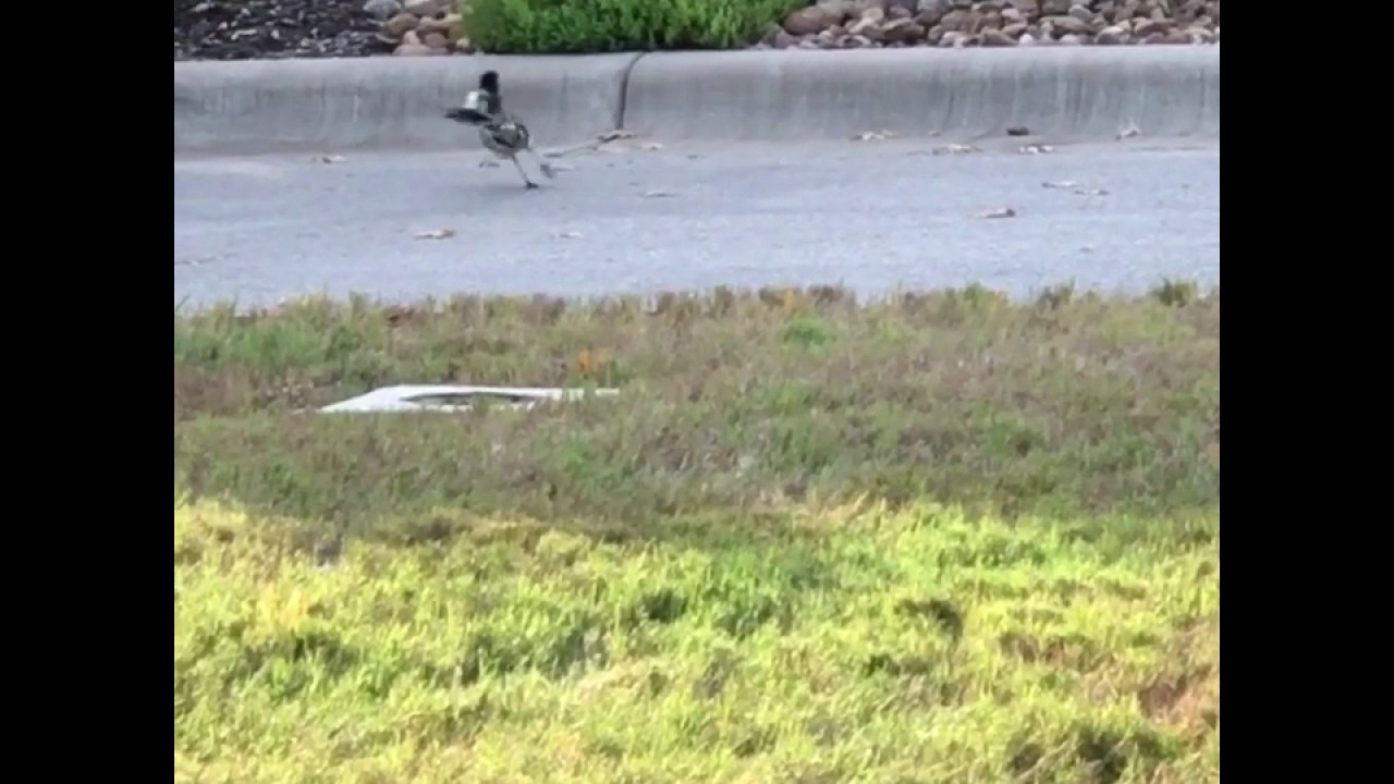 Roadrunner bird  running with food