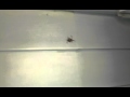 Barking Spider