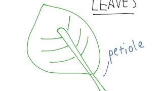 Leaves