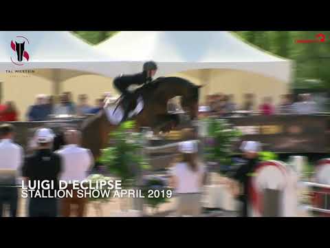 Luigi d'Eclipse - Stallion Show