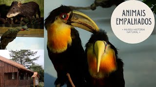 Miniatura do vídeo