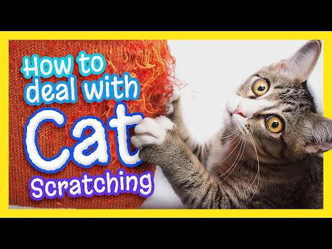 How to Deal with Cat Scratching!