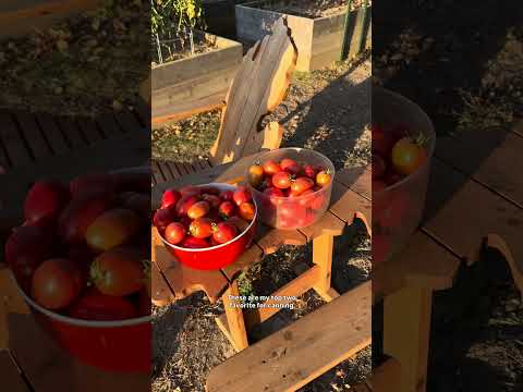 Summer Garden Prep: Starting Tomato Seeds Now!