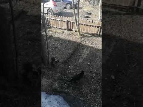 Коты на улице