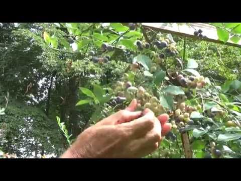 download lagu mp3 mp4 Do Blueberries Freeze Well, download lagu Do Blueberries Freeze Well gratis, unduh video klip Do Blueberries Freeze Well