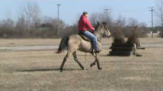preview picture of video 'TWH / Racking mare  Miss Tennessee Tornado SOLD'