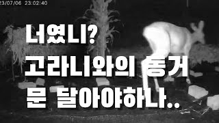 고라니, 너를 어떡하니? 유해조수 그러나 멸종위기종. 문 닫을거야. 근데 어디로 들어오는지..