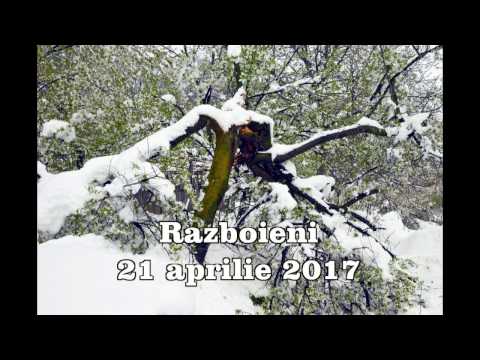 Războieni - Iarna din ... aprilie - 21 aprilie 2017