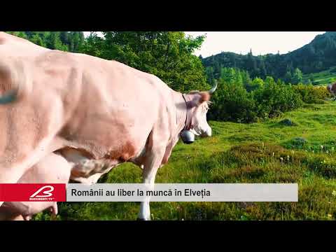 Romanii au liber la munca în Elvetia