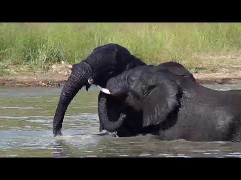 Djuma: Elephant herd having a pool party-Pt:2 - 15:20 - 03/22/20