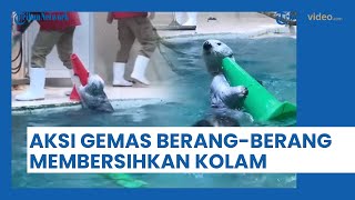Viral Video Tingkah Lucu Berang-berang yang Sedang Bersihkan Kolam di Jepang, Bikin Warganet Gemas!