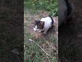 This Happens When A Cat Eats A Frog