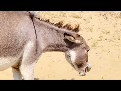 Donkey breeding video 